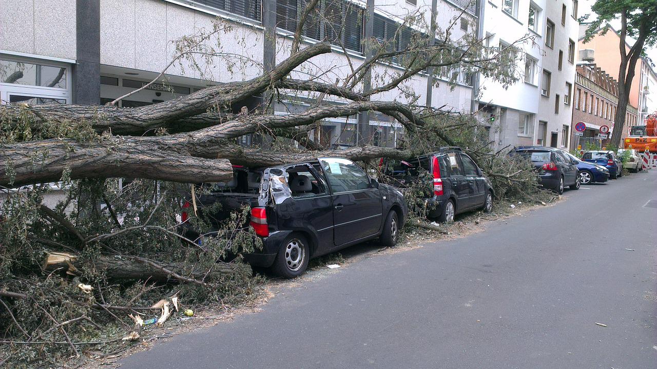 fallen-tree-g45a4a9694_1280